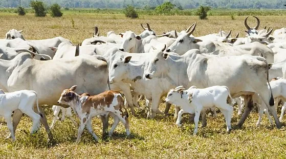 Atenção, produtor: Agrodefesa define datas para Declaração de Rebanho 2026 em Goiás